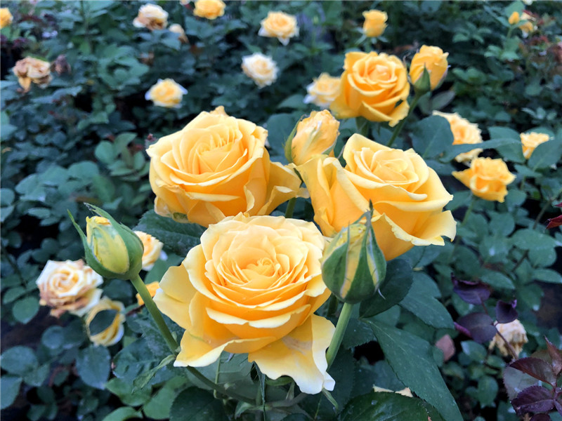 月季花是哪个季节开的