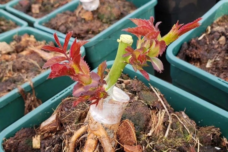 月季花什么时间嫁接最好