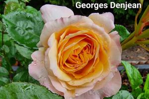 乔治第戎Georges Denjean