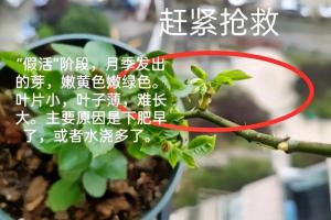 月季假活能维持多长时间