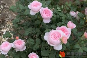 月季花树用什么树嫁接