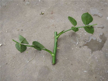 插蕙选择