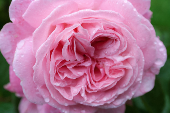 月季花型分类图（玫瑰）标准绽放形式图解 