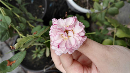 薰衣草花环而