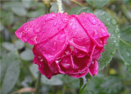 月季花淋雨的好处