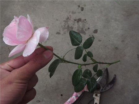 插蕙
