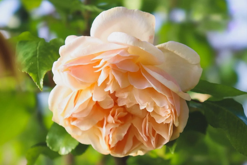 黄铜芙蓉Jaune Desprez