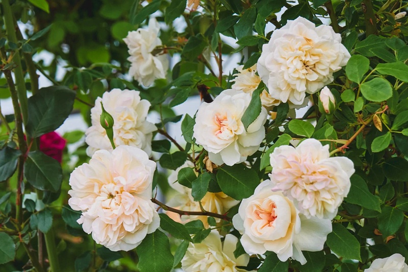 黄铜芙蓉Jaune Desprez