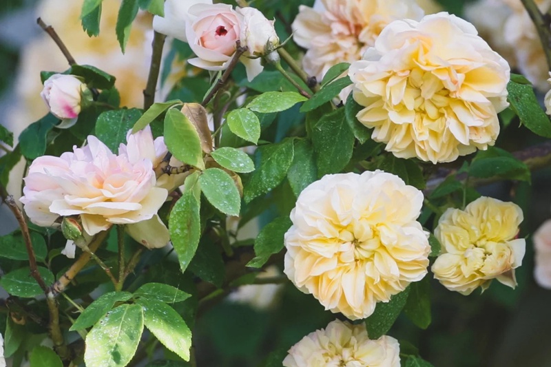 黄铜芙蓉Jaune Desprez