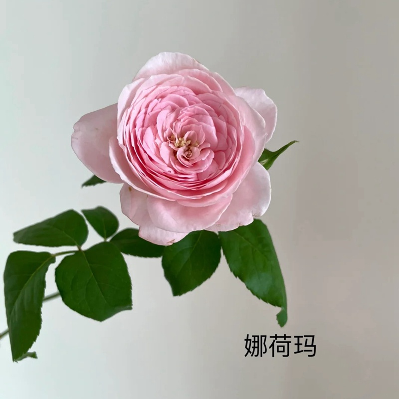 娜荷玛/娜河马(Nahéma)