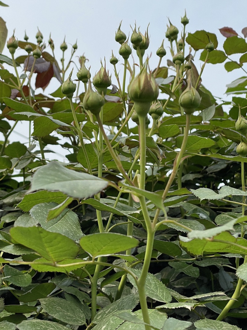 如何让你的龙沙宝石一簇开出10+的花朵