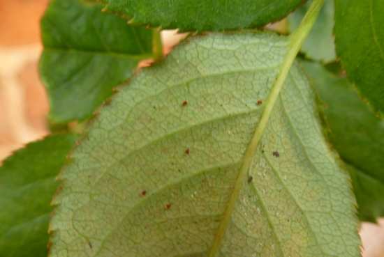 月季花常见的病虫害有哪些（附防治方法）