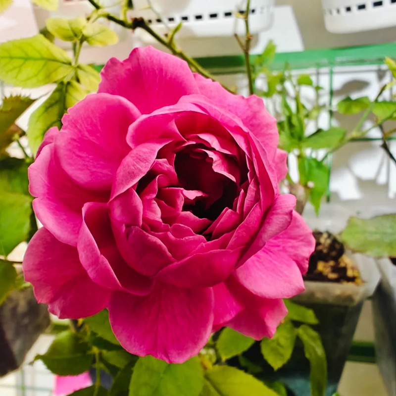 小红莓汁