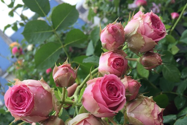维萨里月季花的养护方法