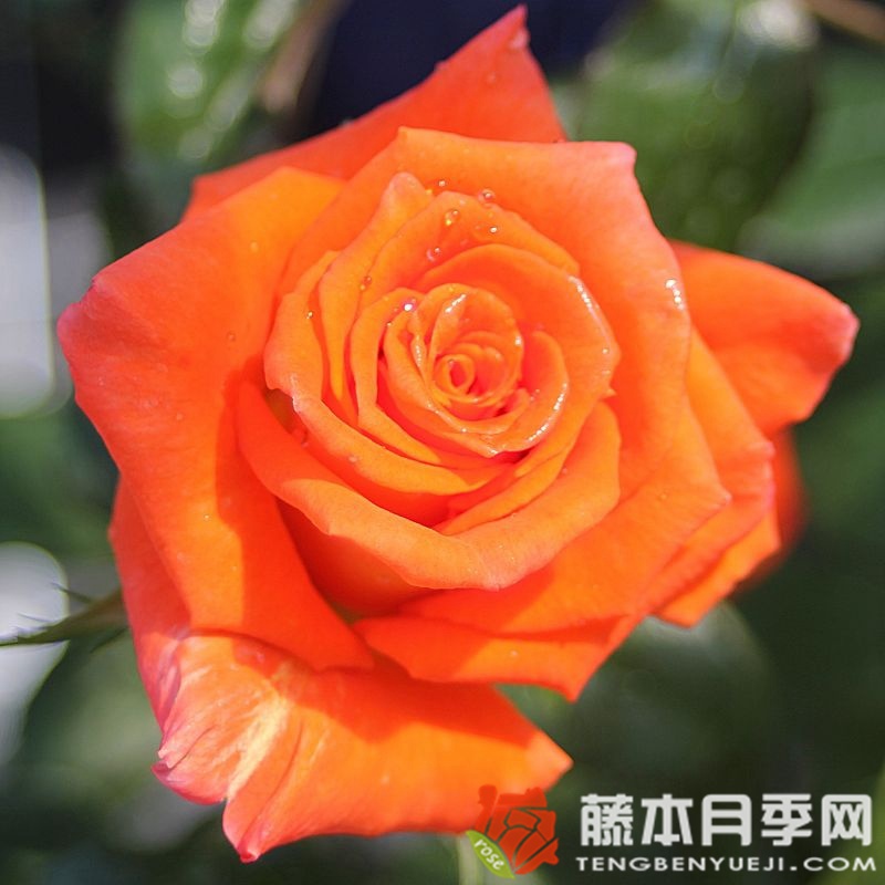 月季情书和莫妮卡的区别