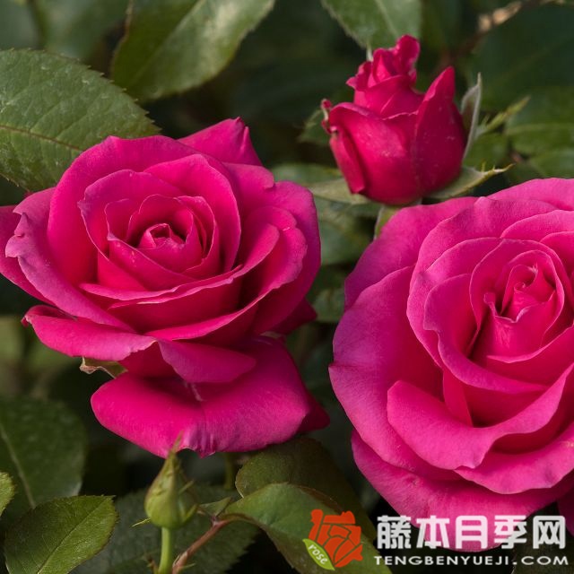 月季情书和莫妮卡的区别