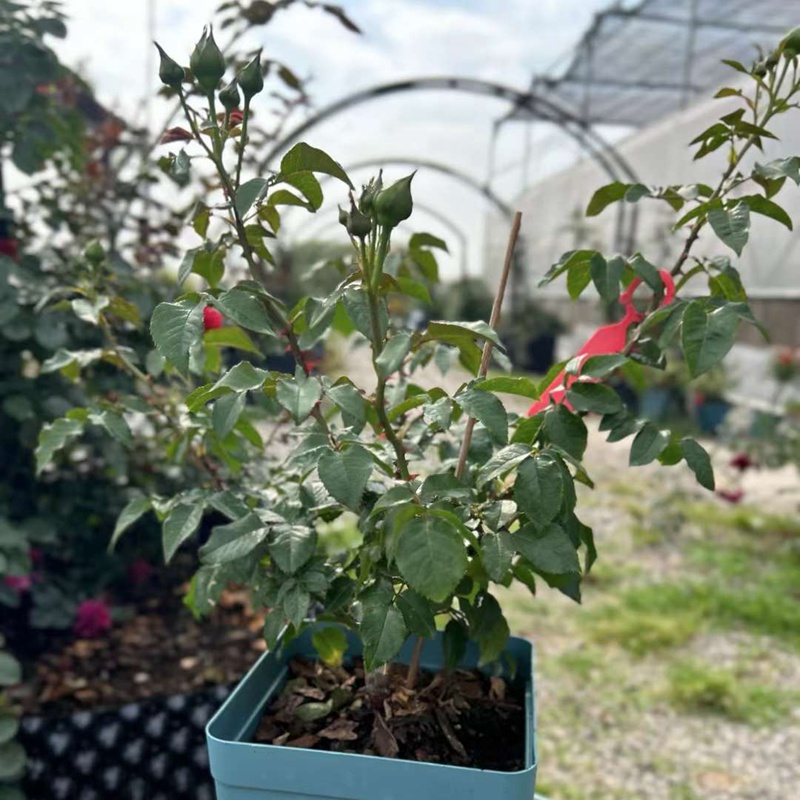樱桃时节Le Tepms des Cerises