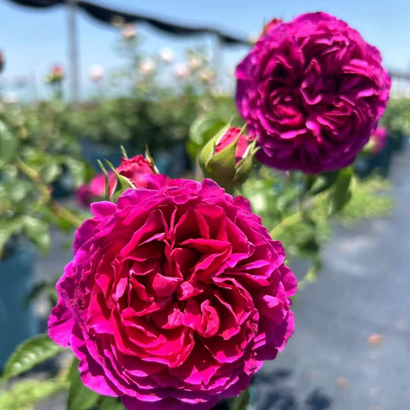 樱桃时节Le Tepms des Cerises