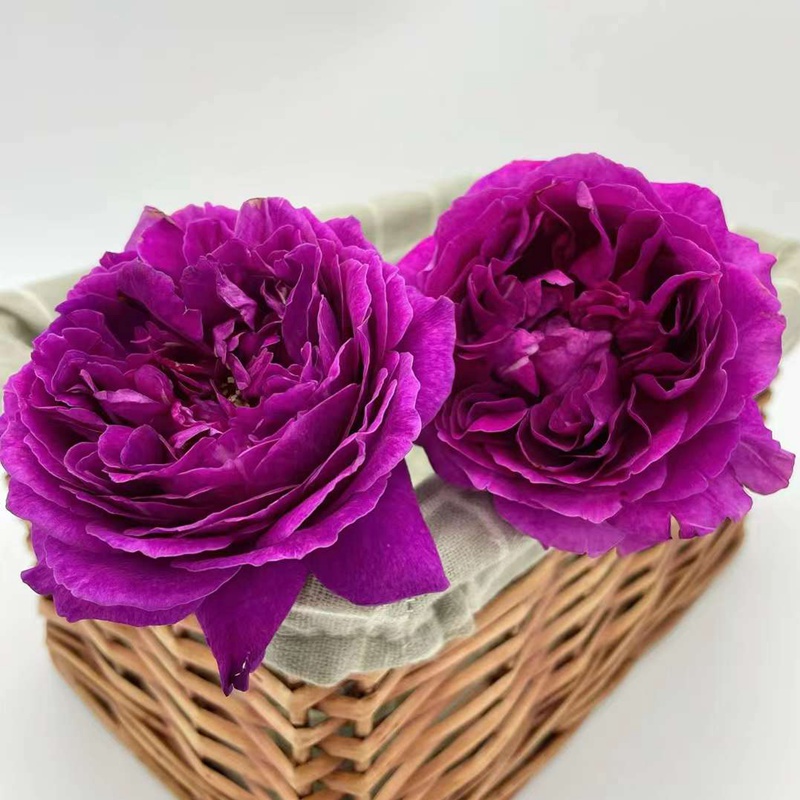 樱桃时节Le Tepms des Cerises