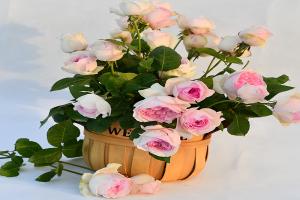 月季伊芙乙女心长势快不快