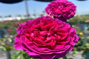 樱桃时节Le Tepms des Cerises