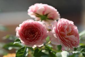 海神王阳台和芳香王阳台的区别分析