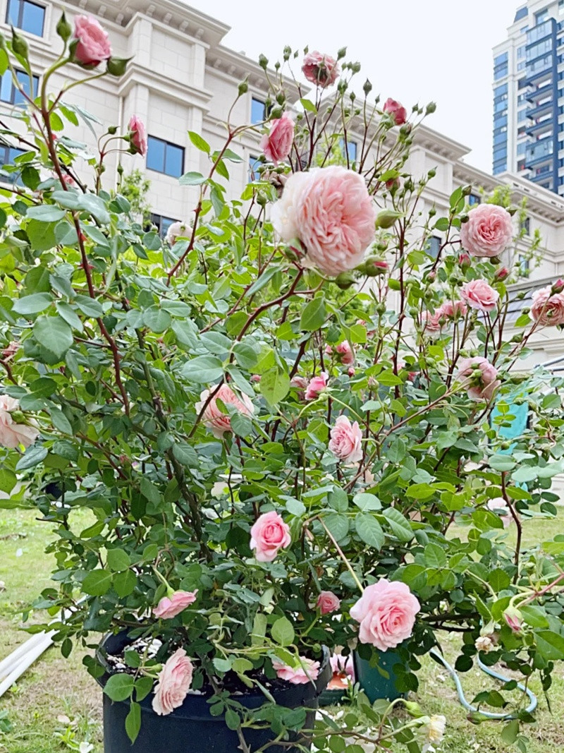 莫里斯月季是藤本吗