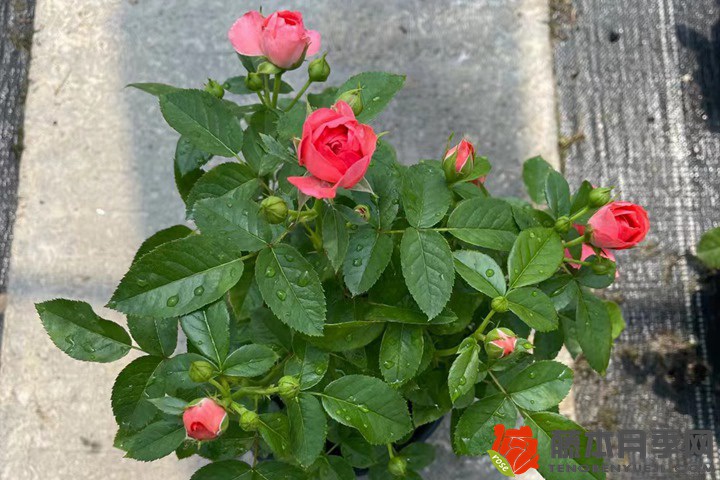 月季花如何养才能开花多
