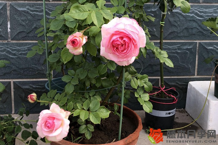 月季花如何养才能开花多