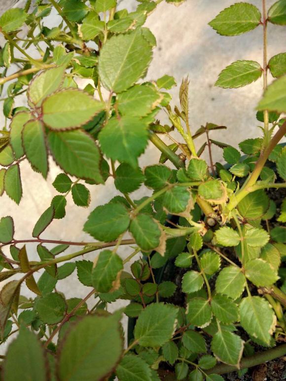 月季花黄叶子的症状以及补救方法
