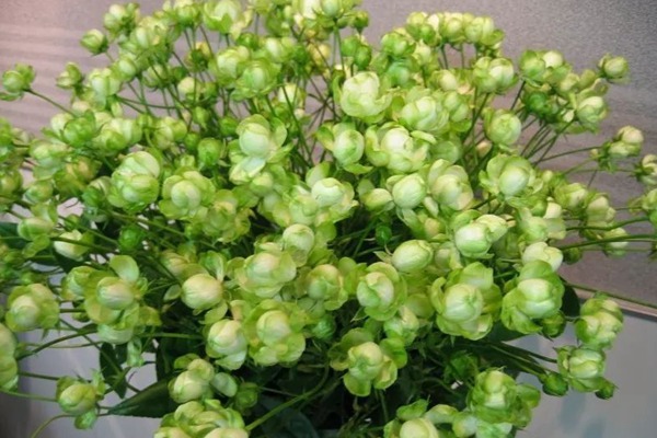 月季花有绿色的吗