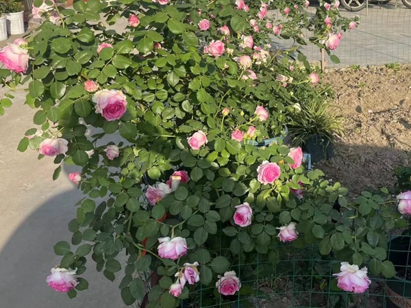 罗衣月季一年能开几季花