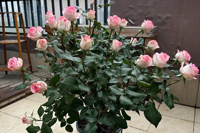 艾莎一年开几次花