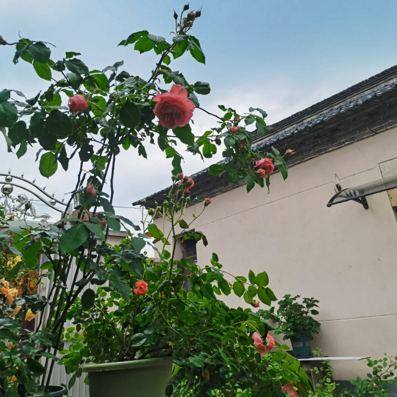 珊瑚果冻能长多高
