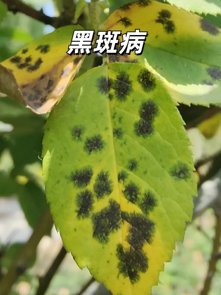 夏天月季黄叶的几大原因分析