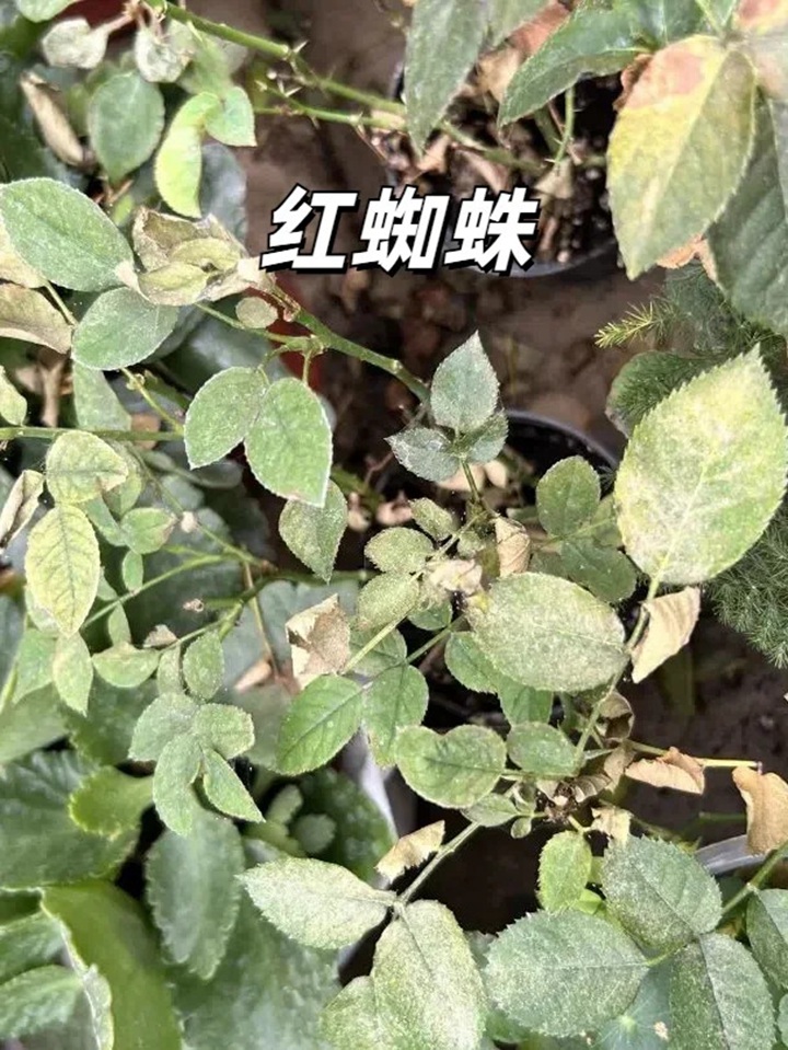 夏天月季黄叶的几大原因分析