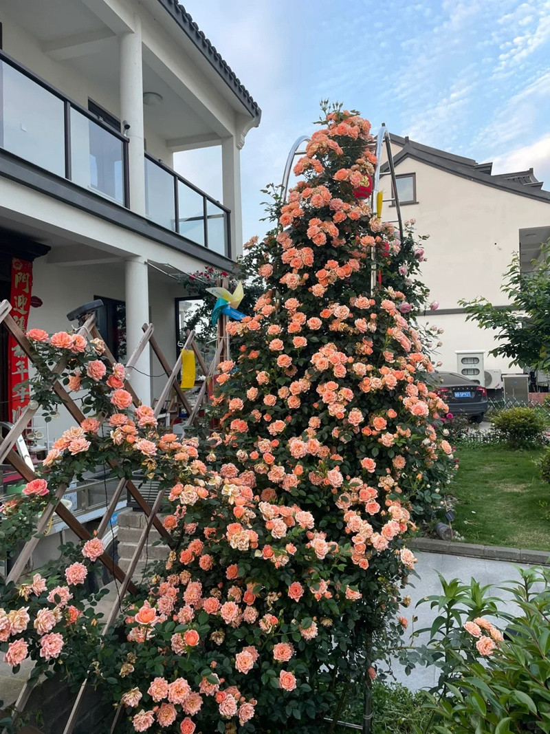 月季甜梦一年开几次花