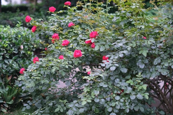 蒂娜月季夏天开花吗