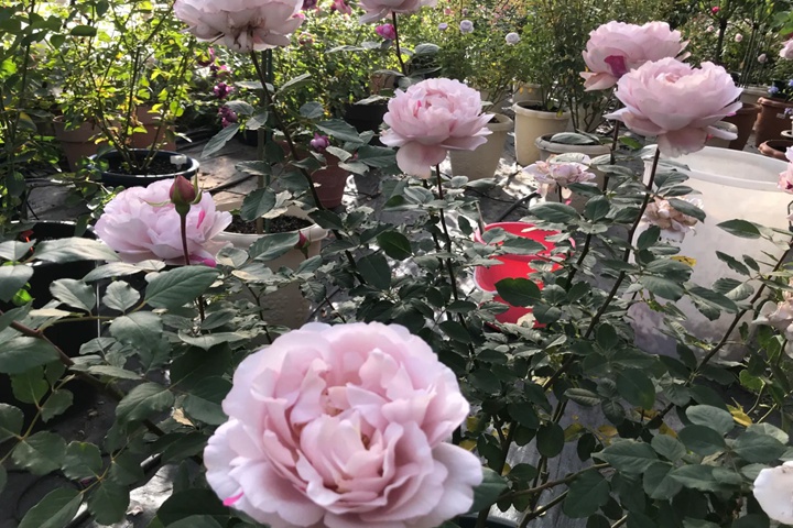 伊芙6号月季又叫什么