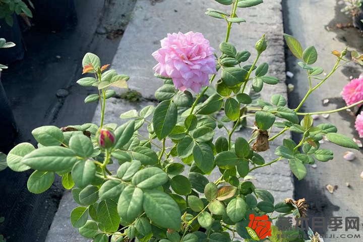 月季花栽培的详细技术要点分析