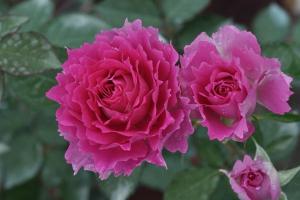 天方夜谭与芳香花园哪个好看