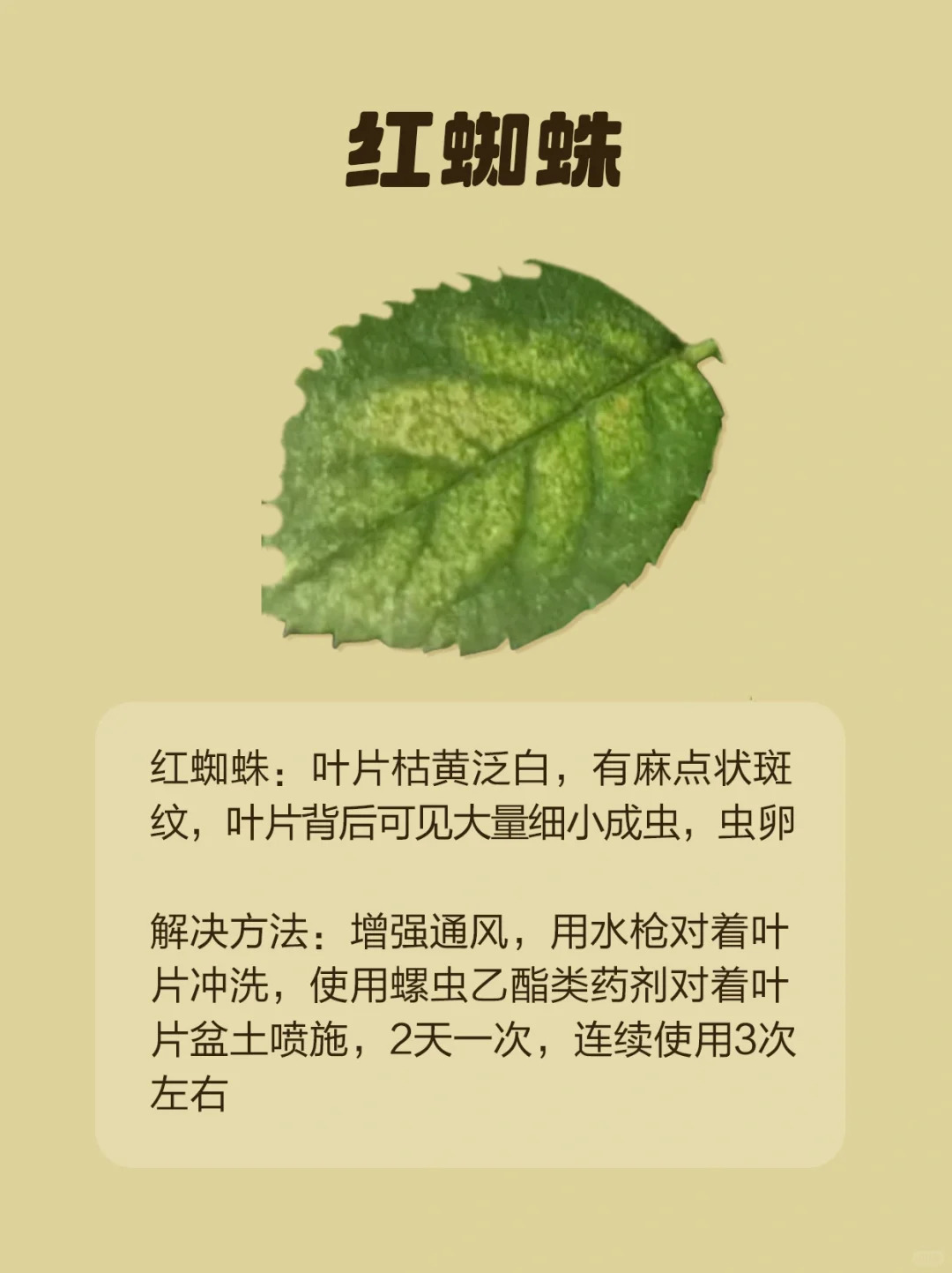 月季各种病虫害的叶片症状图片