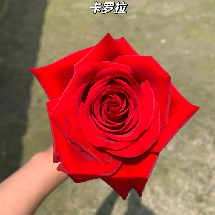 月季卡罗拉是藤本还是灌木