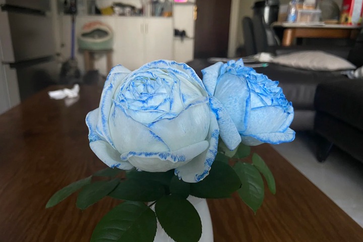 月季调蓝色的常用方法
