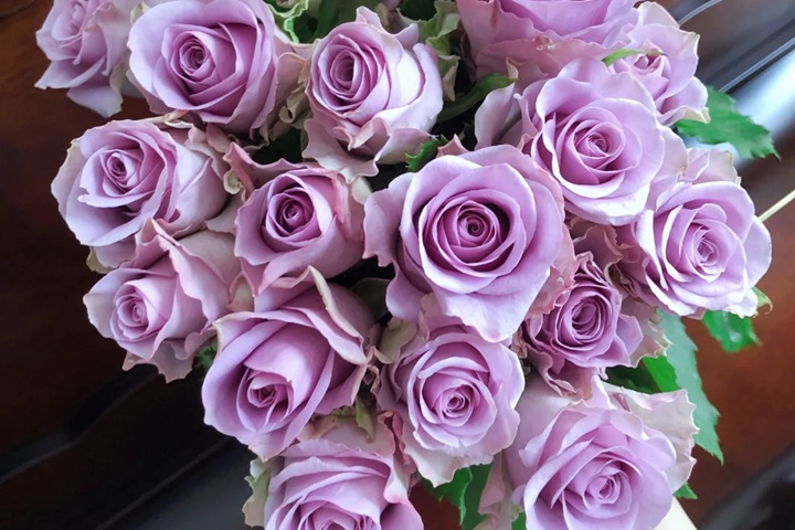 紫霞仙子月季一年开几次花