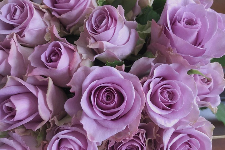 紫霞仙子月季一年开几次花