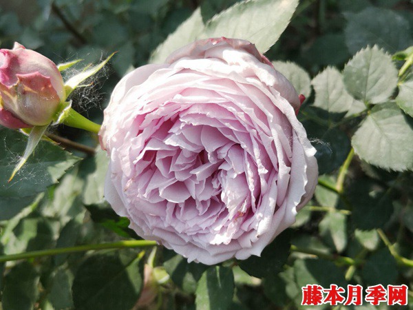 丽拉和青金石月季哪个好