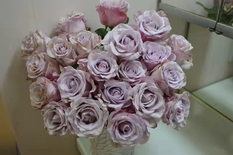 蓝色月季花语象征与寓意