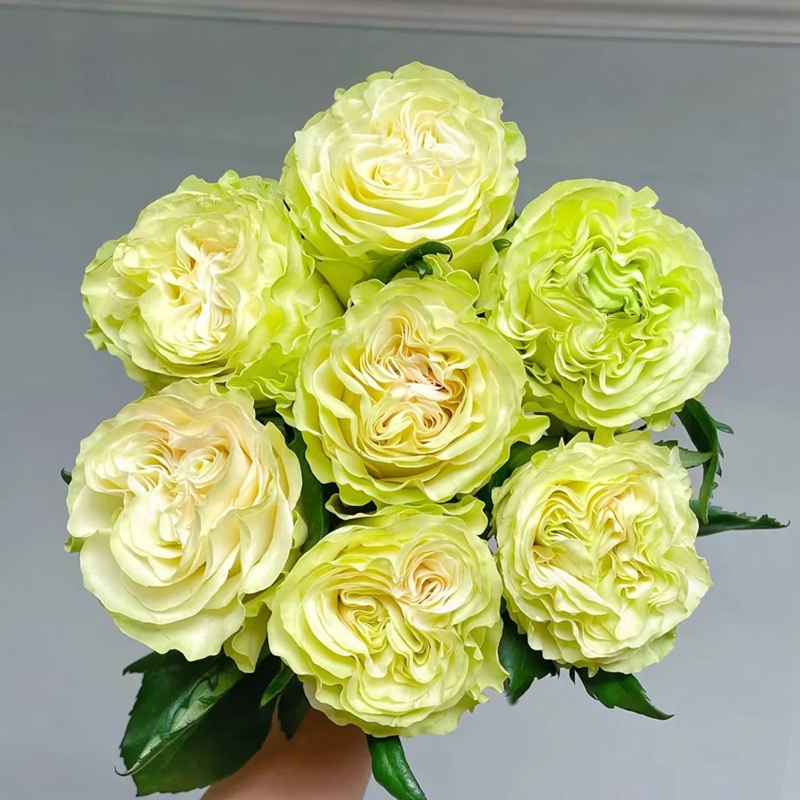 月季琉璃翠和奶油龙沙一样吗