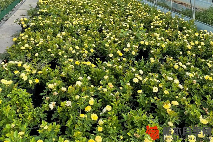 月季从小苗到开花要多久